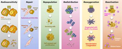 Hypoxia in Solid Tumors: How Low Oxygenation Impacts the “Six Rs” of Radiotherapy